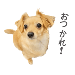 [LINEスタンプ] もものすけと仲間たち