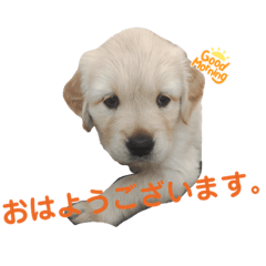 [LINEスタンプ] ゴールデンレトリバーのおもちちゃん2の画像（メイン）