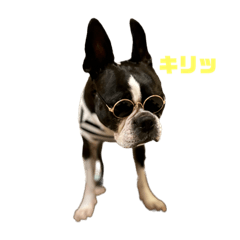[LINEスタンプ] ボストンテリアのハム 2