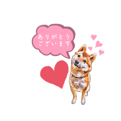 [LINEスタンプ] 豆柴ころっけの日常スタンプ