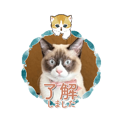 [LINEスタンプ] ツキ＆ジェニcat