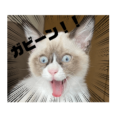 [LINEスタンプ] ツキ＆ジェニ