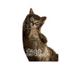[LINEスタンプ] おかんたスタンプ