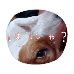 [LINEスタンプ] ジャックラッセルテリア(ラフ)