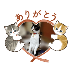 [LINEスタンプ] みゅーmiyu