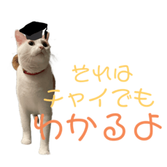[LINEスタンプ] 茶白猫 チャイの日常4