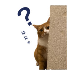 [LINEスタンプ] ハルさん、喜怒哀楽。
