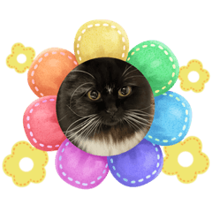 [LINEスタンプ] ねこねこぴのこ4