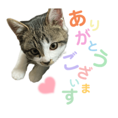 [LINEスタンプ] うちのにゃんこスタンプ①