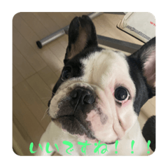[LINEスタンプ] ねもふと らなん