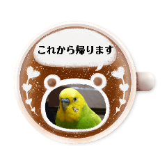 [LINEスタンプ] インコちゃん達のスタンプ