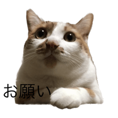 [LINEスタンプ] きーまるまる