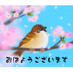 [LINEスタンプ] 季節で使えるスタンプ（春・桜編）