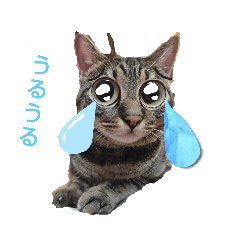 [LINEスタンプ] 愛猫☆ハムちゃん