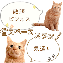 [LINEスタンプ] 茶トラ 省スペース 敬語 吹き出し スタンプ