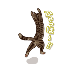 [LINEスタンプ] うちのねこ（キジトラスタンプ）