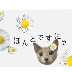 [LINEスタンプ] エマちゃんのいちにち/植物編