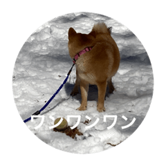 [LINEスタンプ] 雪景色の愛犬スタンプ