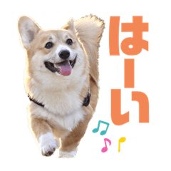 [LINEスタンプ] corgi-86.part2