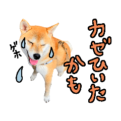 [LINEスタンプ] 【日本ネコスク】何科に行きますか！！？