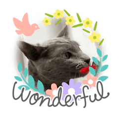 [LINEスタンプ] ねこねこぴのこ5