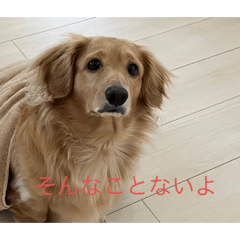 [LINEスタンプ] 使いやすい！ダックスのレオくん！2