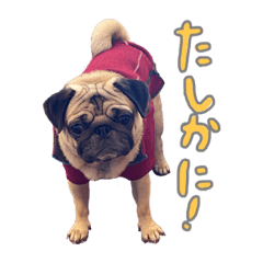 [LINEスタンプ] Pugゲッペイ