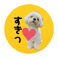 [LINEスタンプ] ねね空（マルチーズ）