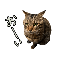 [LINEスタンプ] 【日本ネコスク】お話があります