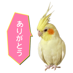 [LINEスタンプ] ひまもちちゃん