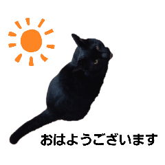 [LINEスタンプ] 黒猫のクロ【CAT】❤️
