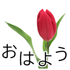 [LINEスタンプ] *花*チューリップ