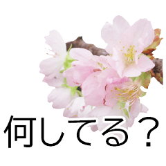 [LINEスタンプ] *花*桜