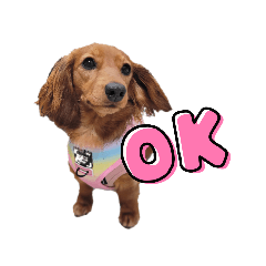 [LINEスタンプ] ミニチュアダックスNoaちゃんすたんぷ