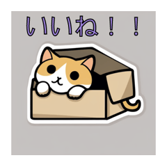 [LINEスタンプ] 箱猫ニャーン！遊ぼうよ～の画像（メイン）