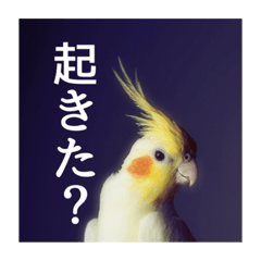 [LINEスタンプ] オカメインコの「こゆきちゃん」の朝