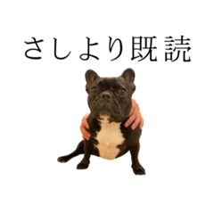 [LINEスタンプ] ぺしゅと熊本弁