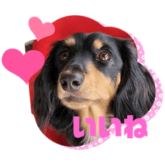 [LINEスタンプ] わんこのよく使うあいさつ