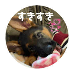 [LINEスタンプ] Belle the GSDPUPPY