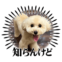 [LINEスタンプ] タイニープードルのくうたくん
