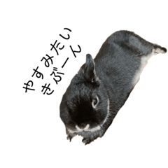 [LINEスタンプ] ネザーランドドワーフのおはぎ
