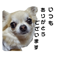 [LINEスタンプ] キキララルルスタンプニコニコず