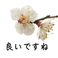 [LINEスタンプ] 花のスタンプ 大人言葉