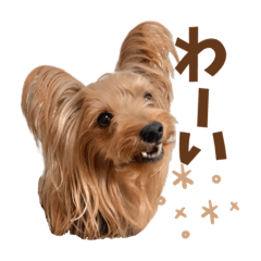 [LINEスタンプ] ヨーキーにこの にこにこ日和