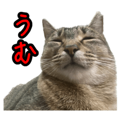 [LINEスタンプ] テトさん無印