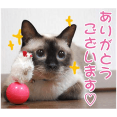 [LINEスタンプ] 敬語でご挨拶⭐︎シャムmixねこのしぃちゃん