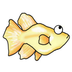 [LINEスタンプ] メダカ 黄金ヒカリダルマ