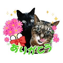 [LINEスタンプ] うちのねこ＆さくら