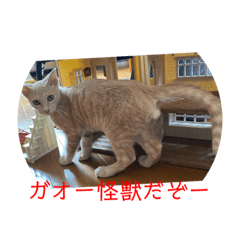 [LINEスタンプ] うちのちゃとらねこ