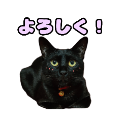 [LINEスタンプ] 毎日使える 黒猫マメのスタンプ！